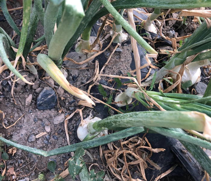 【乌鲁木齐北站疫情最新消息,乌鲁木齐北站疫情最新消息今天】