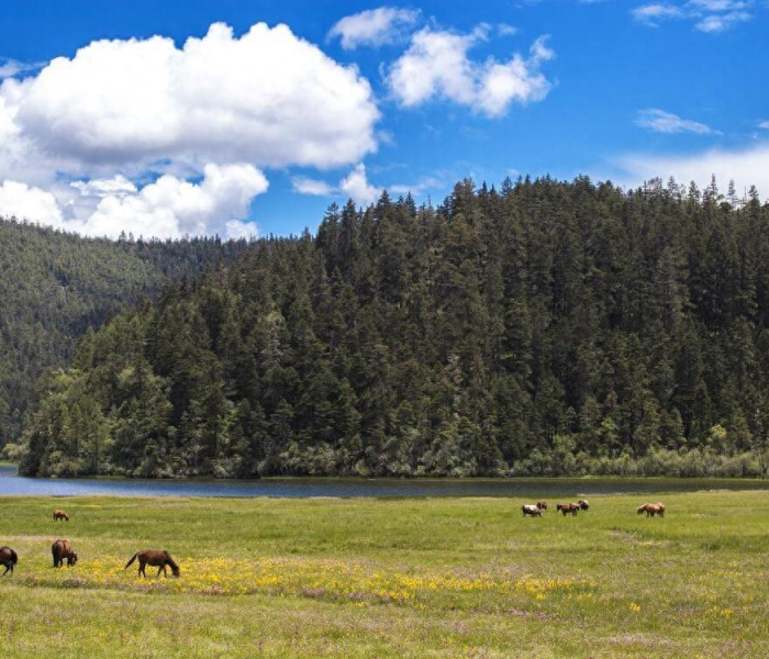 秒懂教程“微信炸 金花斗牛牛房卡”详细房卡使用教程