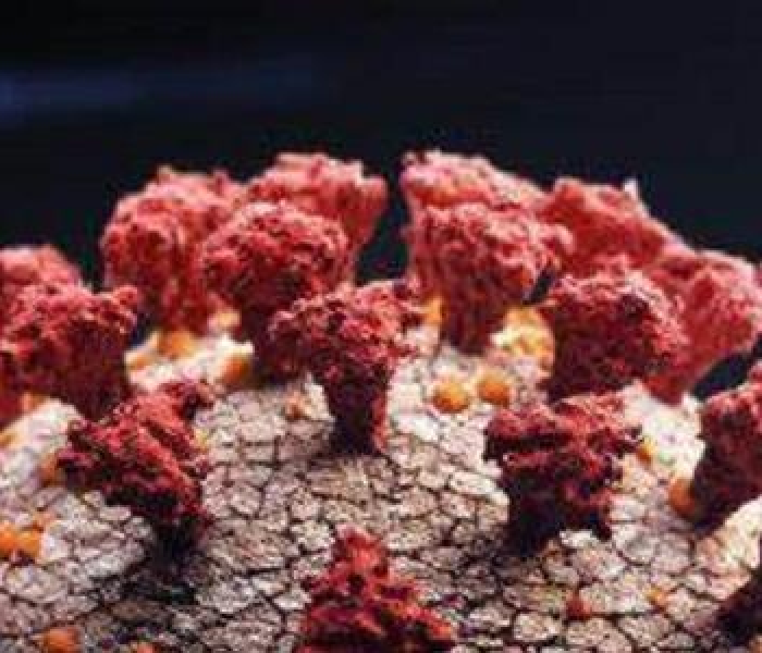 【英国变异新冠病毒叫什么名字/英国变异新冠病毒叫什么名字来着】