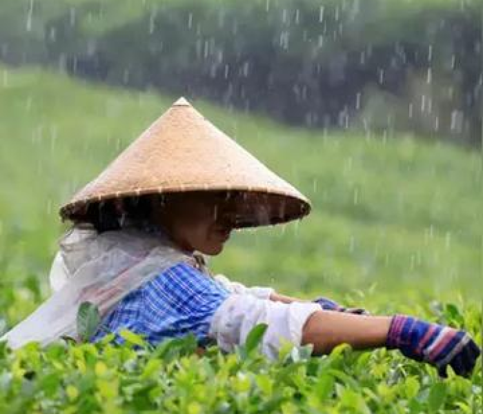 给大家讲解“微信金花房卡哪里买”详细房卡使用教程