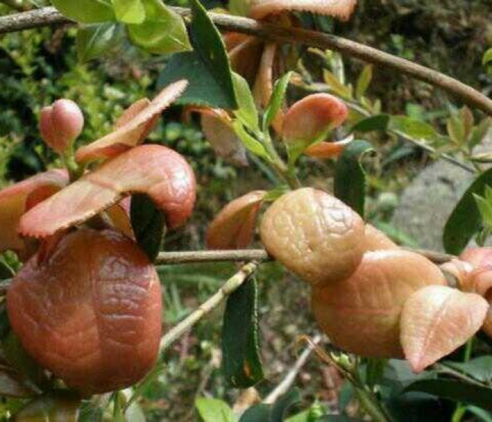 一分钟实测分享“哪里有卖微信炸 金花房卡”房卡链接获取