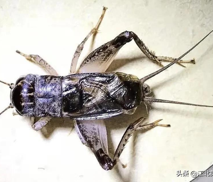 上海有什么好玩的地方景点推荐免费上海到曲阜的高铁（上海到曲阜自驾游攻略）