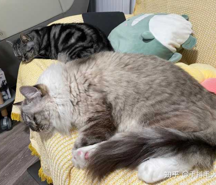 房卡全攻略“微信链接牛牛房卡怎么购买”获取房卡教程-哔哩哔哩