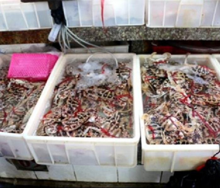 华南海鲜市场一家四口多少钱/华南海鲜市场一家四口多少钱一个