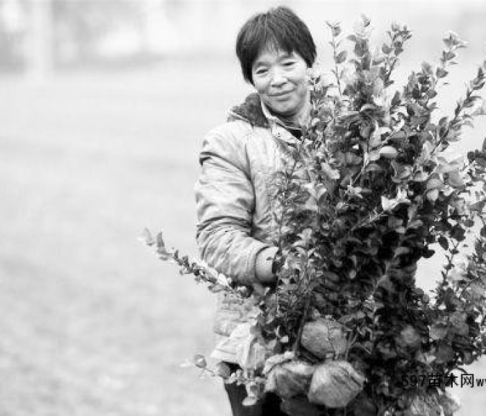 【苗卫芳枣花/苗卫芳现状】