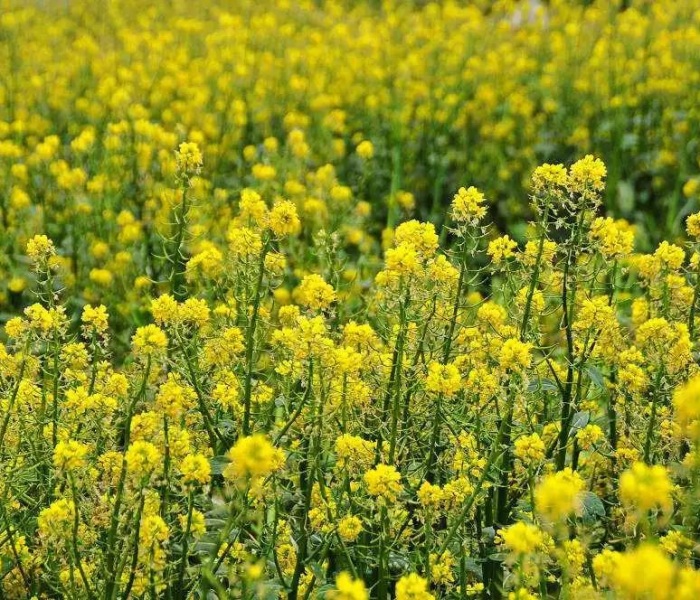 晋州市地图高清版/晋州市地图高清版大图