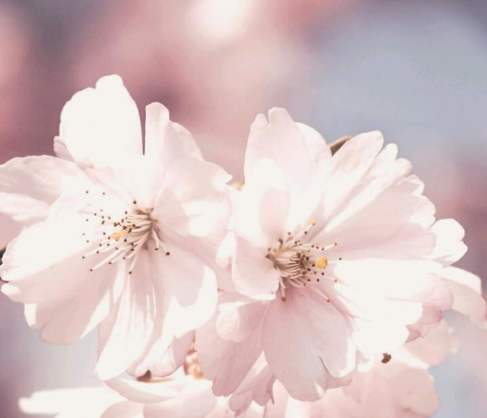 立春之谜，2022年立春究竟是哪一天？揭开节气背后的科学与文化密码