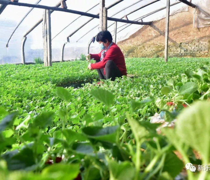 秒懂百科“微信开金花群怎么买房卡”房卡详细充值