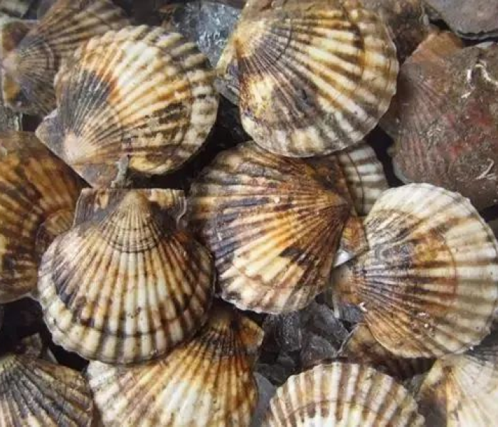 奇瑞威麟V5柴油版,家用MPV的务实之选,为何它值得被铭记? 奇瑞威麟V5柴油版,家用MPV的务实之选,为何它值得被铭记?