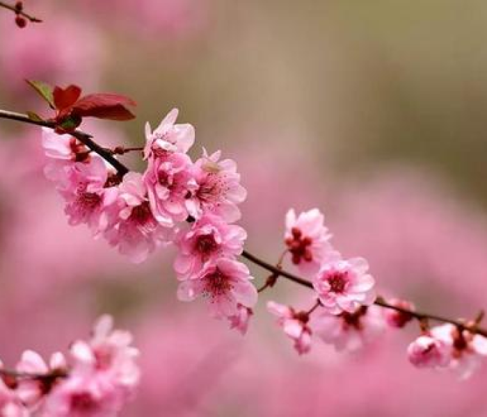 秒懂百科“微信牛牛链接房卡多少钱一张”详细房卡教程