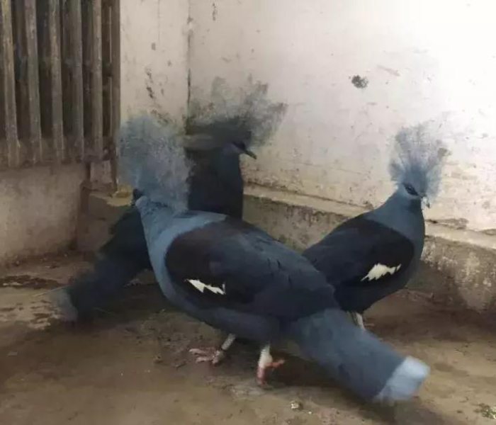 秒懂百科“哪里购买炸 金花链接房卡”详细房卡使用教程 秒懂百科“哪里购买炸 金花链接房卡”详细房卡使用教程