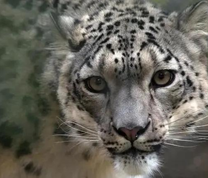 【新冠阳性可以性生活吗会传染吗,新冠阳性可以性生活吗会传染吗女性】