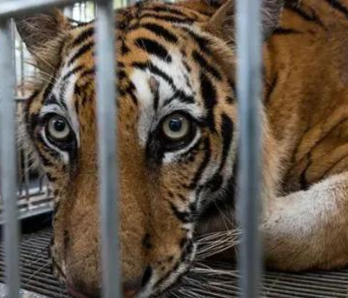 一分钟介绍使用“皇豪大厅牛牛房卡”房卡详细充值