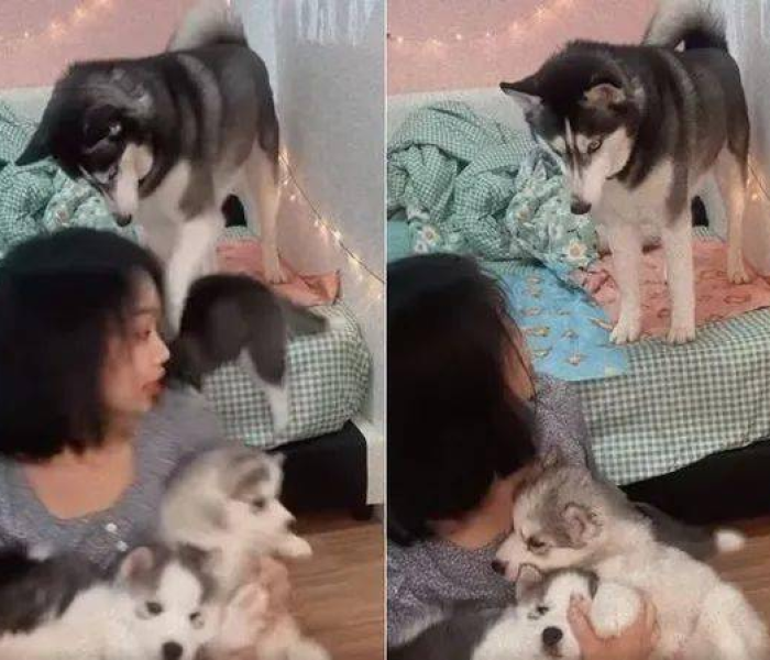 全攻略普及“微信牛牛房卡购买”房卡详细充值