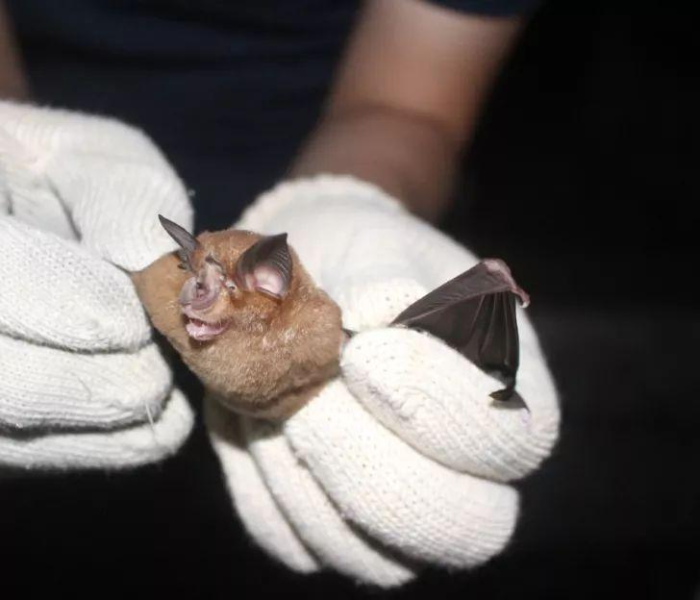 全攻略普及“微信斗牛怎么创建房间?”轻松获取房卡全渠道