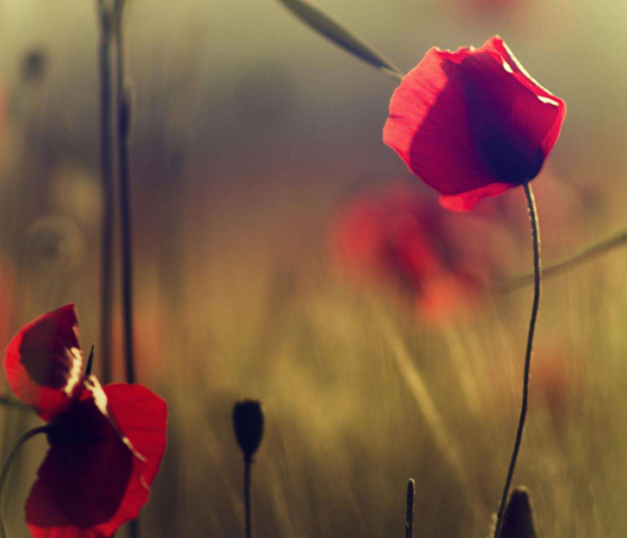 离愁别绪随风舞,寂寞心声入夜深打一生肖/离愁别绪随风舞,寂寞心声入夜深打一生肖?