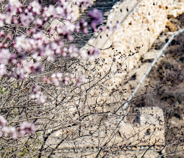 北京健康宝天天核验/健康宝每天都要核验
