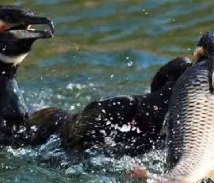 房卡必备教程“微信群玄龙大厅链接房卡”获取房卡教程-哔哩哔哩 房卡必备教程“微信群玄龙大厅链接房卡”获取房卡教程-哔哩哔哩