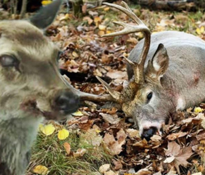 【朊病毒感染症状,朊病毒感染症状有哪些】