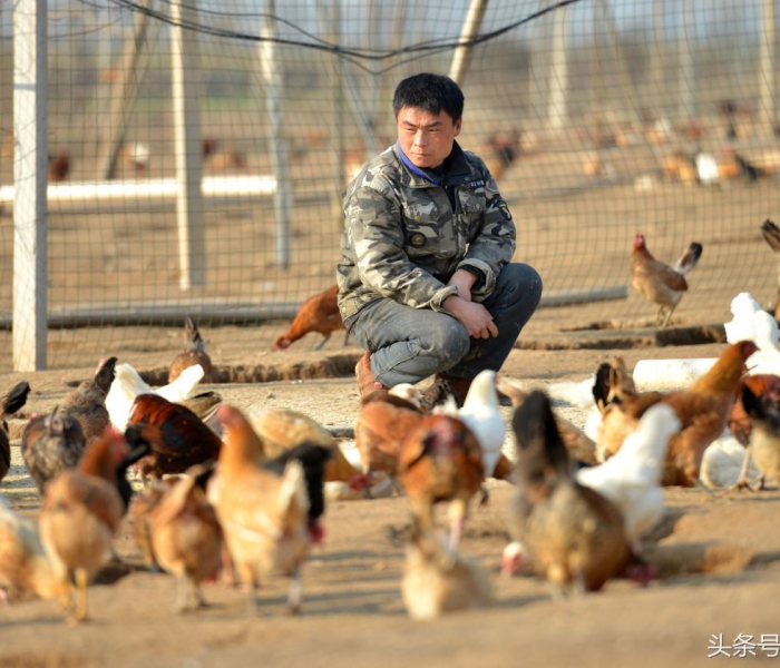 秒懂教程“微信牛牛金花房卡链接”详细房卡使用教程 秒懂教程“微信牛牛金花房卡链接”详细房卡使用教程