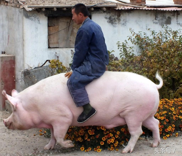 【张家口新娘视频完整版/张家口新娘视频完整版在线观看】 【张家口新娘视频完整版/张家口新娘视频完整版在线观看】