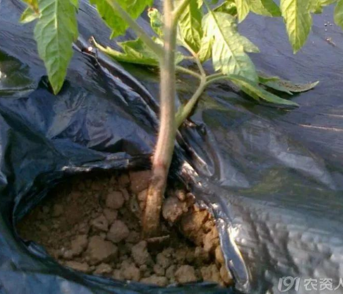 给大家讲解“微信在哪里开炸 金花房间”获取房卡教程-哔哩哔哩