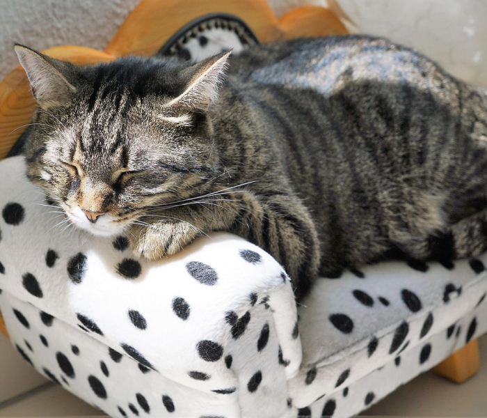 房卡必备教程“微信链接金花房卡怎么弄”房卡获取方式