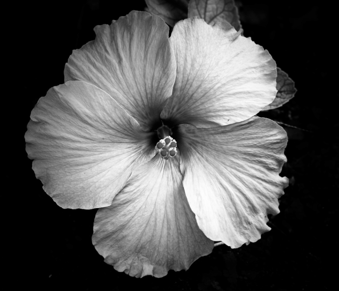 秒懂百科“15元100张房卡代理”轻松获取房卡全渠道 秒懂百科“15元100张房卡代理”轻松获取房卡全渠道