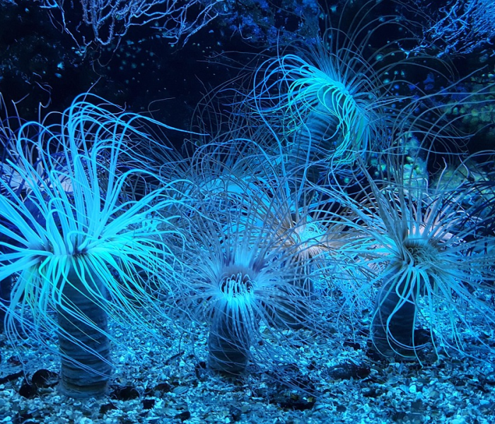 【德尔塔毒株席卷全球是真的吗,德尔塔毒株席卷全球是真的吗还是假的】