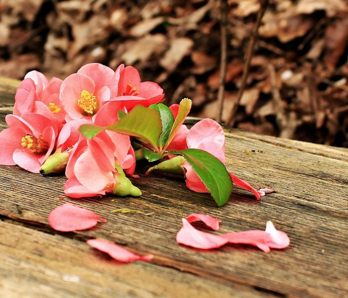 秒懂百科“微信牛牛房卡充值购买”获取房卡教程-哔哩哔哩 秒懂百科“微信牛牛房卡充值购买”获取房卡教程-哔哩哔哩