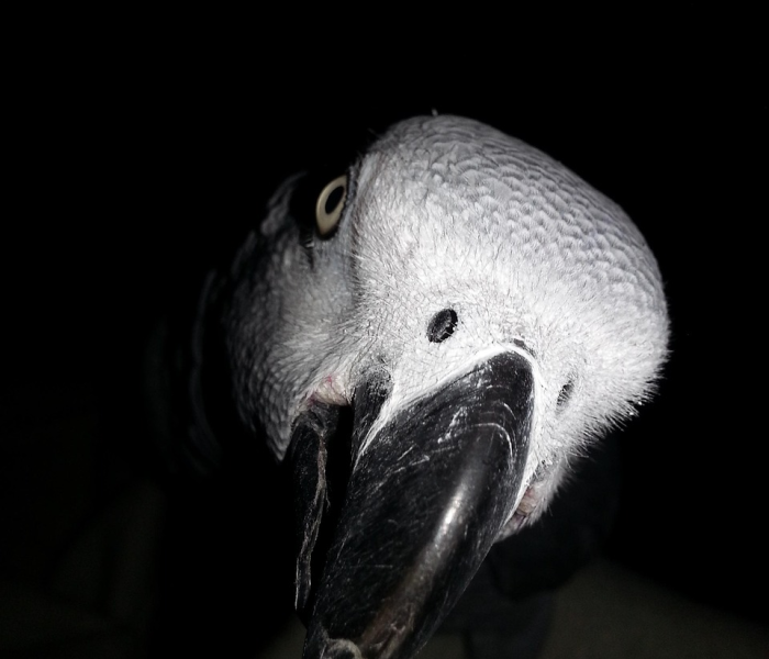 重庆疫情动态图:重庆疫情动态图最新