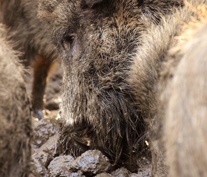 房卡必备教程“微信上炸 金花房间房卡”轻松获取房卡全渠道 房卡必备教程“微信上炸 金花房间房卡”轻松获取房卡全渠道