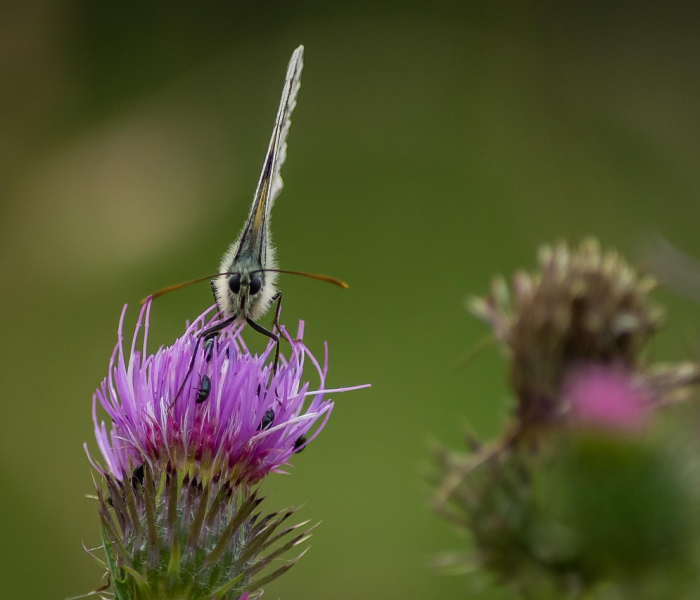 【变异株德尔塔早期症状,变异株德尔塔有什么症状】