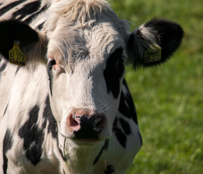 一分钟了解“微信上怎么斗牛”房卡链接获取