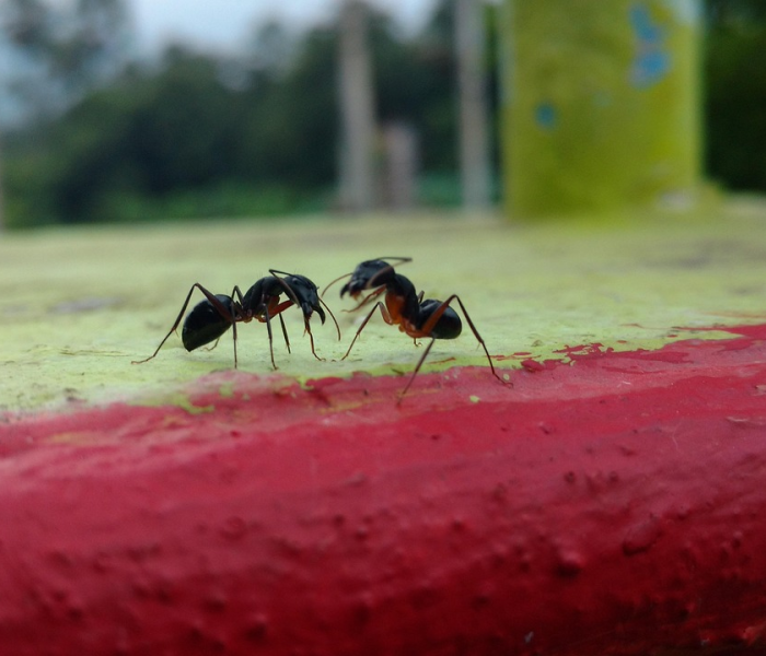 【俗语不撞南墙不回头蚂蚁庄园,俗语不撞南墙不回头中的南墙蚂蚁庄园】