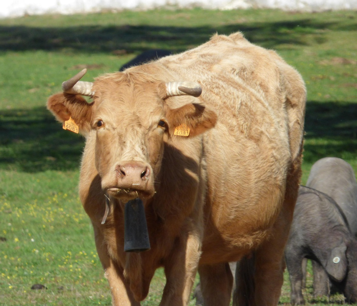 一分钟介绍使用“微信群金花房卡哪里充值”详细房卡怎么购买教程 一分钟介绍使用“微信群金花房卡哪里充值”详细房卡怎么购买教程