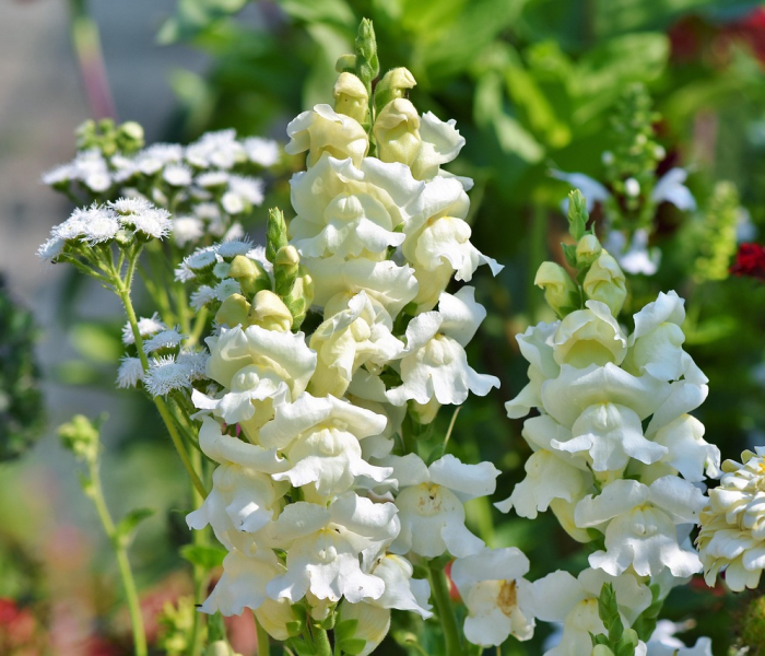 dnf红眼9+2:dnf红眼头像