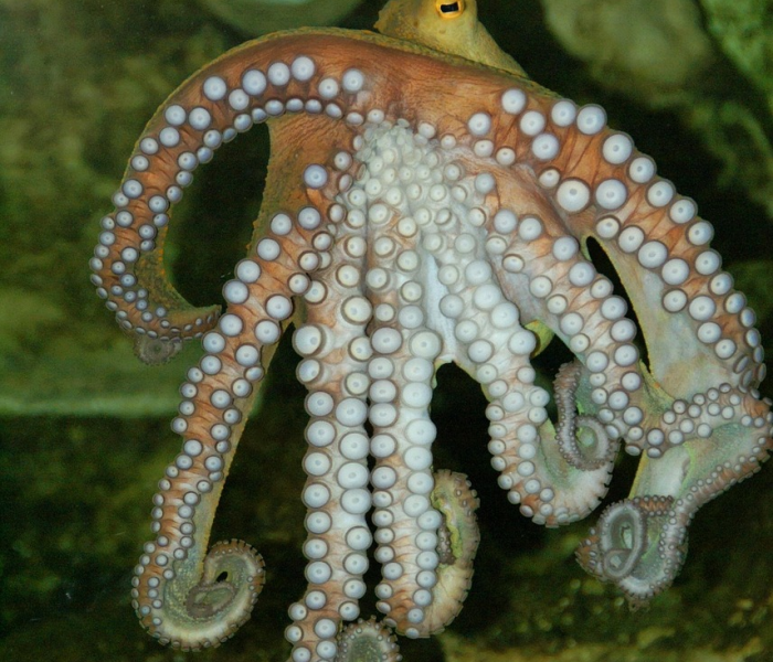 全攻略普及“微信斗牛房卡购买渠道”房卡链接获取