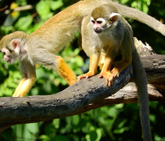 2024清明节放假安排终极解读，不止一天假，这样休最聪明！