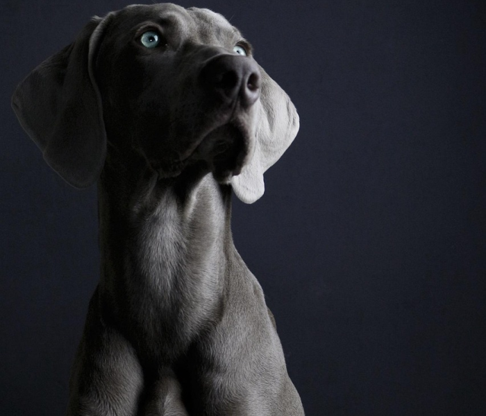 英国王子安德鲁年轻照片/英国王子安德鲁年轻