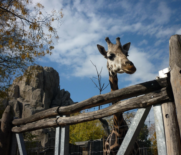 【清明放假时间?2026年清明放假时间】