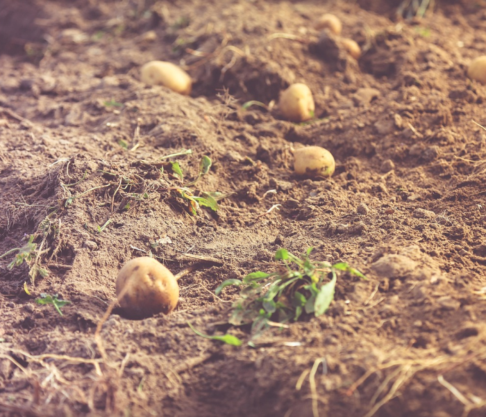 房卡必备教程“新九五大厅牛牛房卡”详细房卡怎么购买教程 房卡必备教程“新九五大厅牛牛房卡”详细房卡怎么购买教程