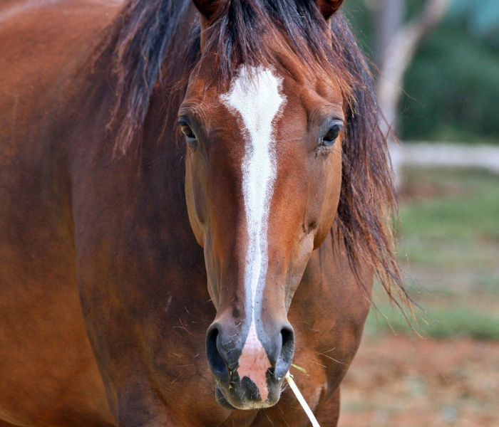 一分钟实测分享“皇豪大厅牛牛房卡”详细房卡教程