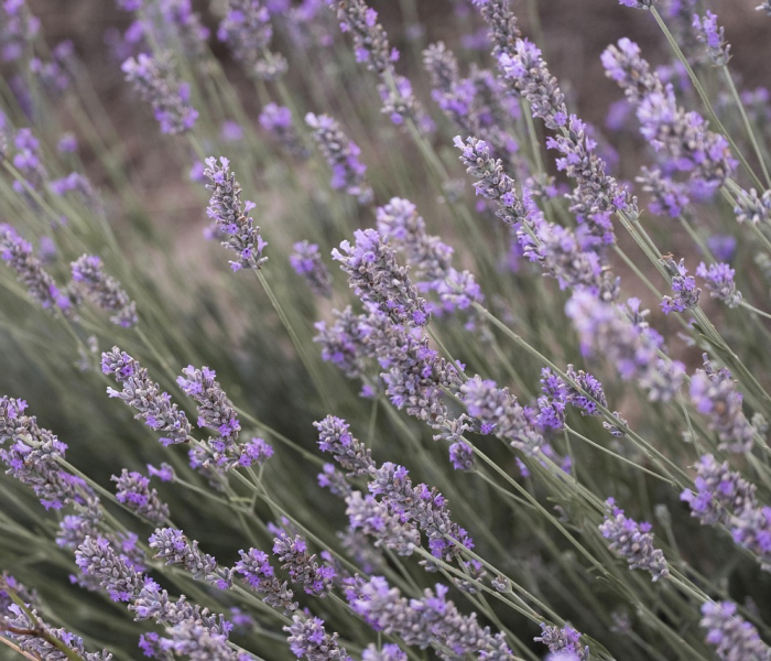 全攻略普及“新海贝之城大厅链接房卡充值”详细房卡怎么购买教程