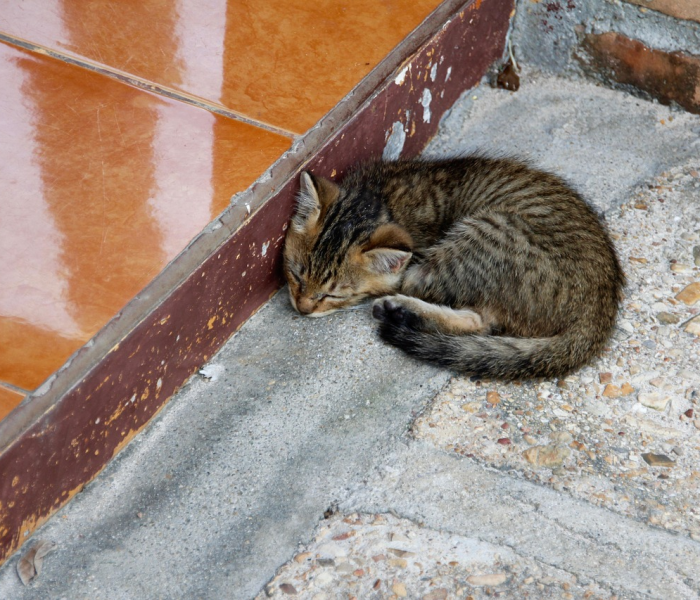 秒懂教程“微信链接大厅牛牛怎么挂”详细房卡教程