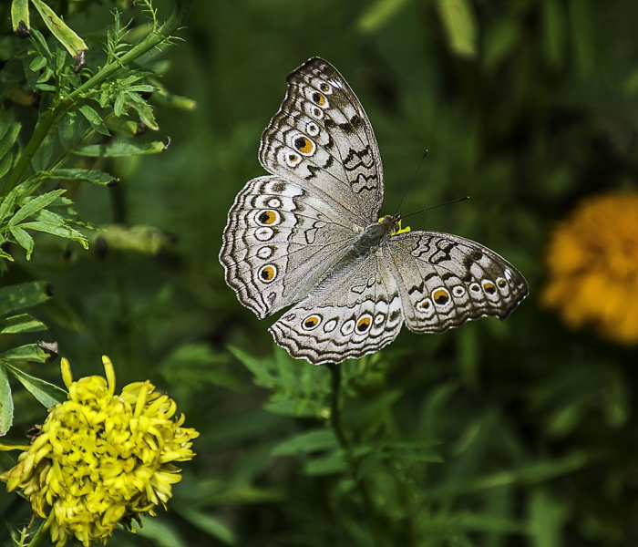 新冠病毒变异之后是什么样子/新冠病毒变异之后是什么样子的 新冠病毒变异之后是什么样子/新冠病毒变异之后是什么样子的