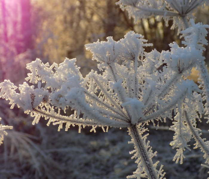 美国新冠疫情动态解析，变异毒株、疫苗策略与公共卫生挑战的最新进展