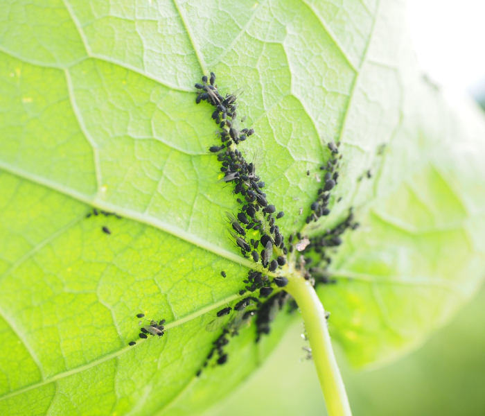一分钟了解“新北游大厅金花房卡”详细房卡怎么购买教程