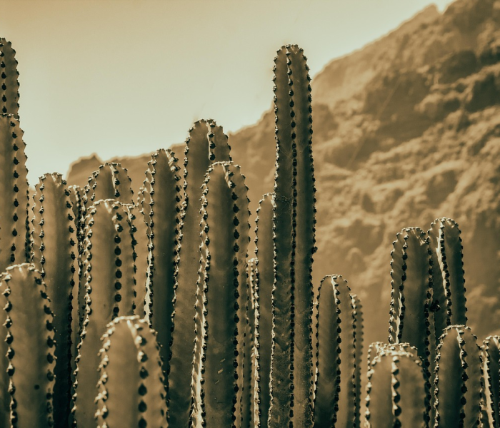 房卡必备教程“牛牛炸 金花房卡”房卡获取方式 房卡必备教程“牛牛炸 金花房卡”房卡获取方式