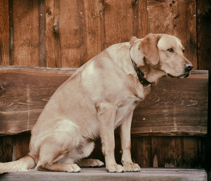 一分钟实测分享“购买斗牛房卡联系方式”房卡链接获取